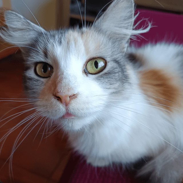 避妊手術後も安心して暮らすための相談先