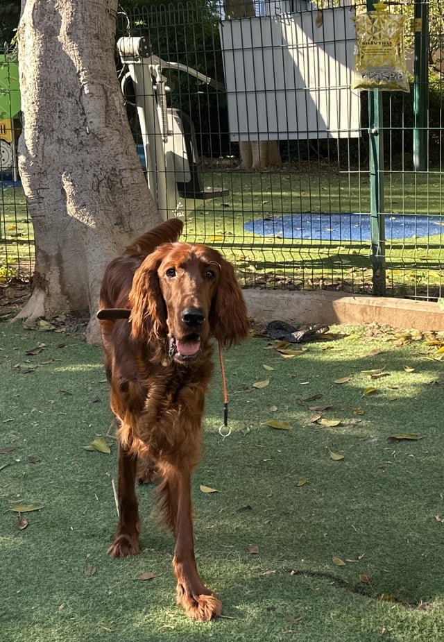 去勢後に向いているドッグフードの選び方