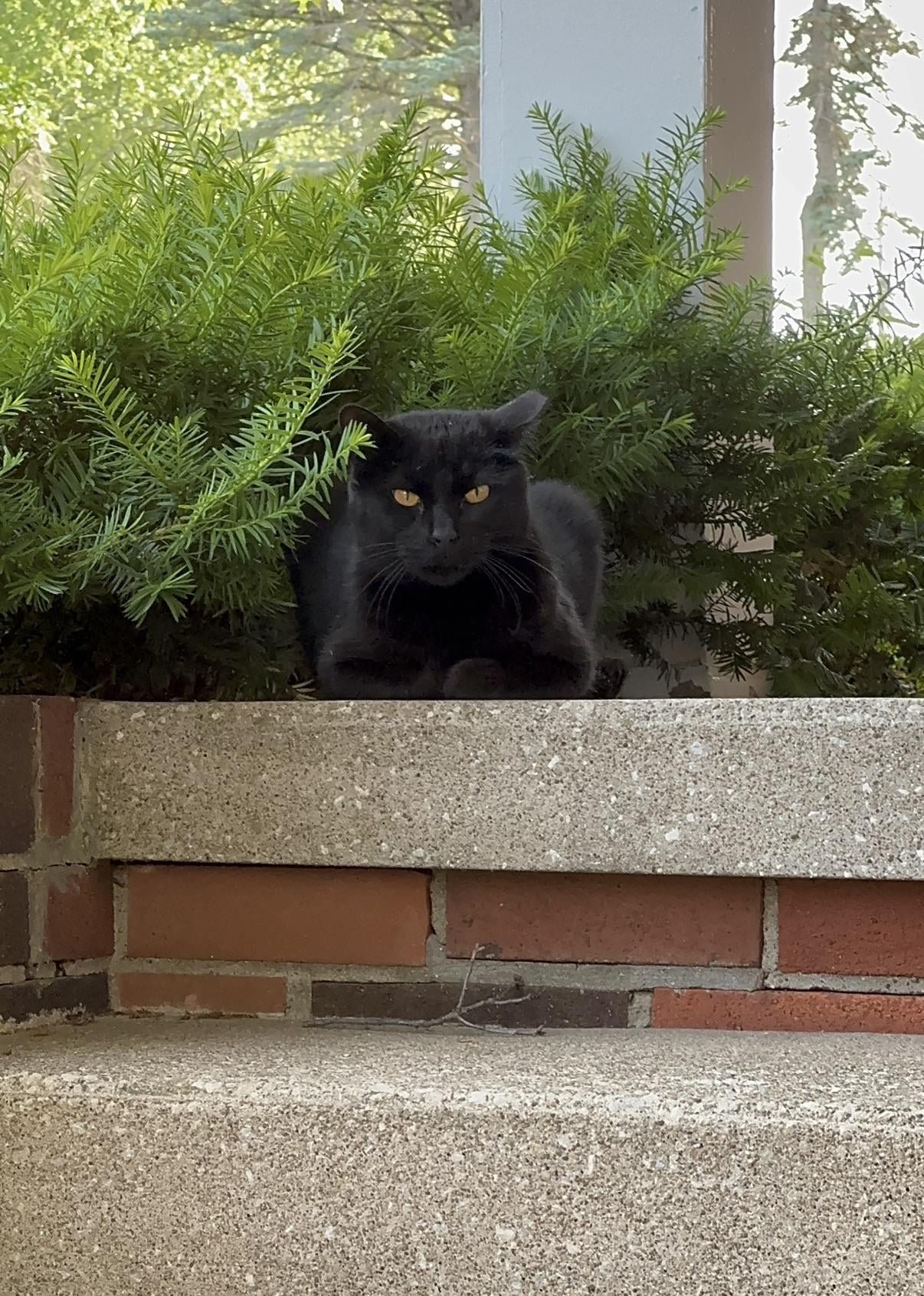 去勢手術後に絶対守りたい7つの注意点