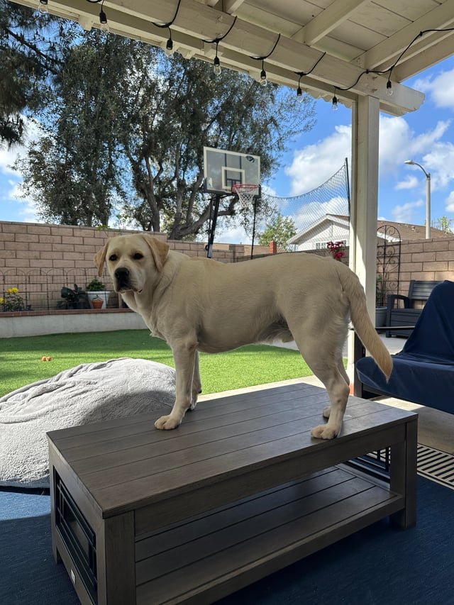 去勢後に太りやすくなる理由と体の変化