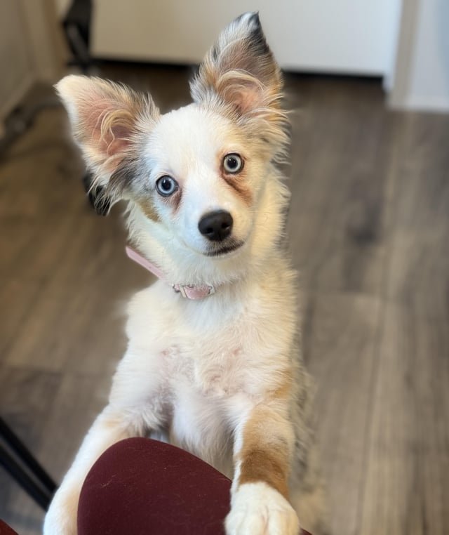 去勢に適した時期とタイミングの決め方