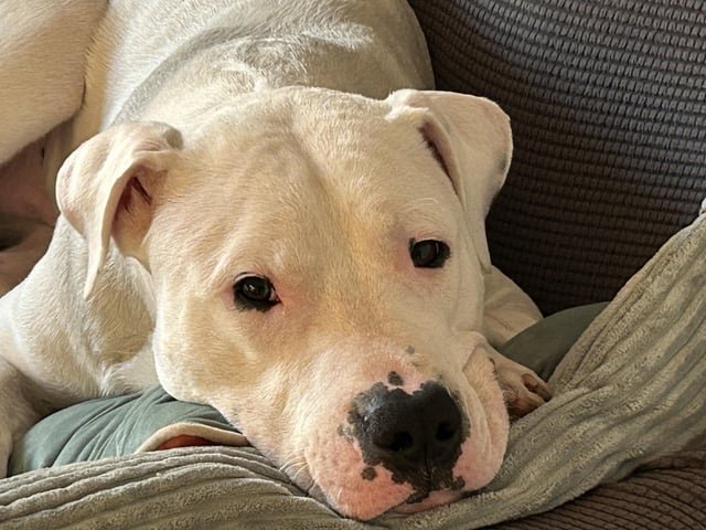 ライフスタイル別に見る去勢の考え方