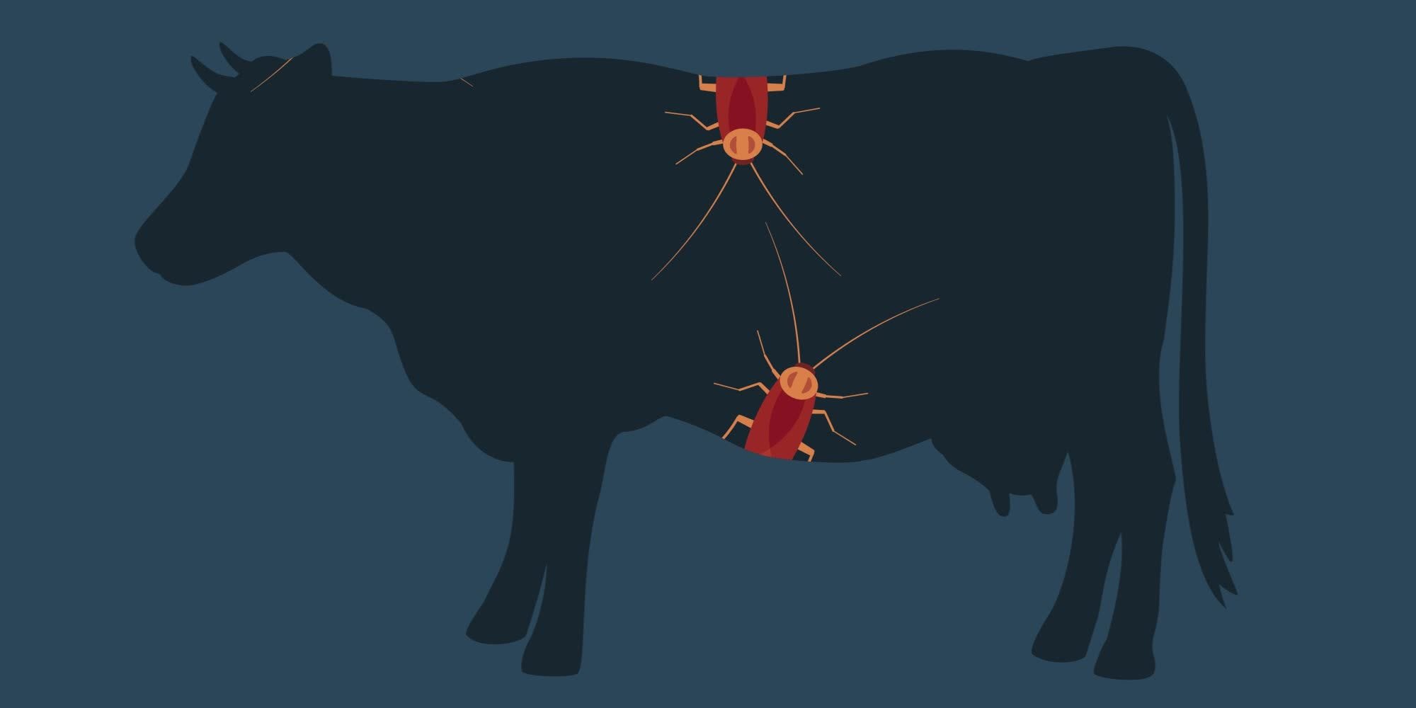 去勢後シャンプーで失敗しない3つの注意点