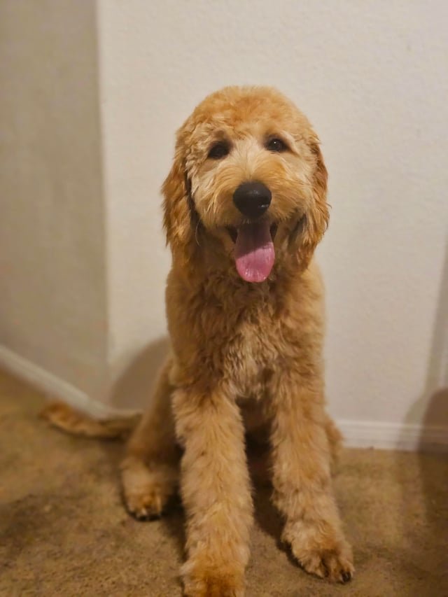 去勢するか迷うときの判断基準