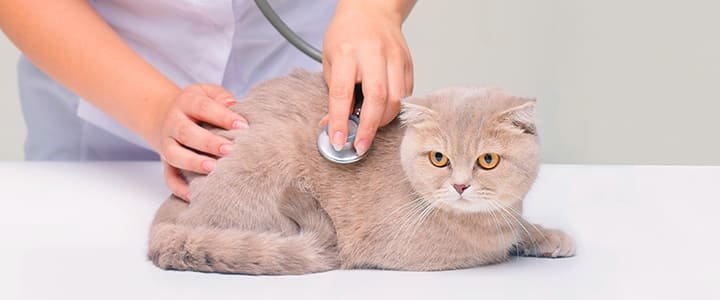 費用相場とペット保険・助成金の活用