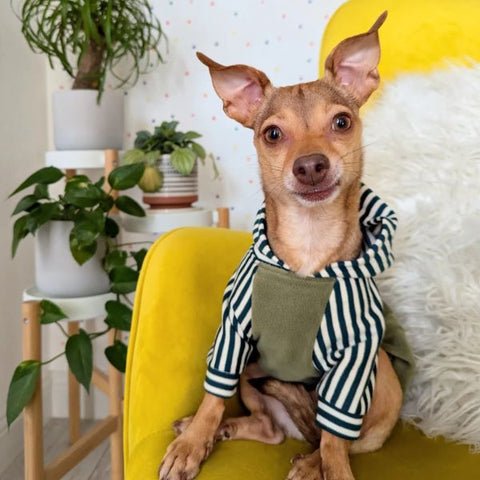 避妊手術後にエリザベスカラーが必要な理由