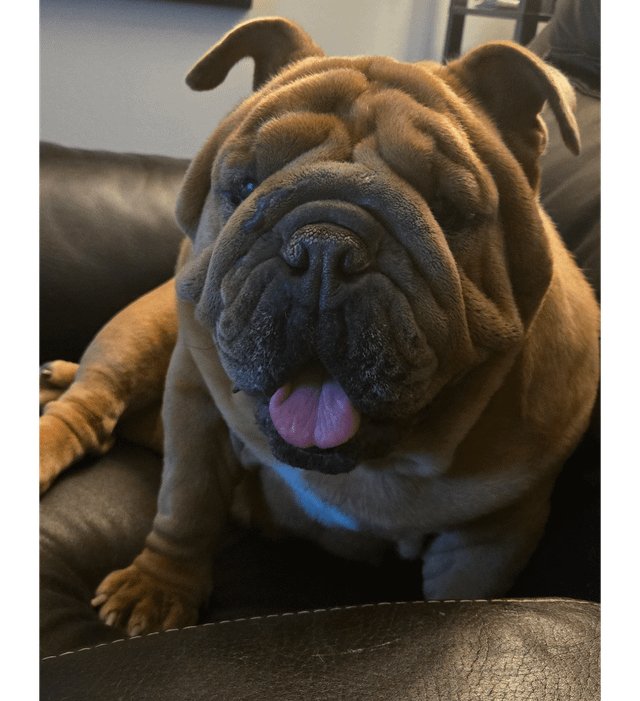 避妊手術後に太りやすくなる理由とは