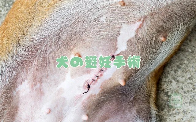 エリザベスカラーはいつまで？代表的な目安