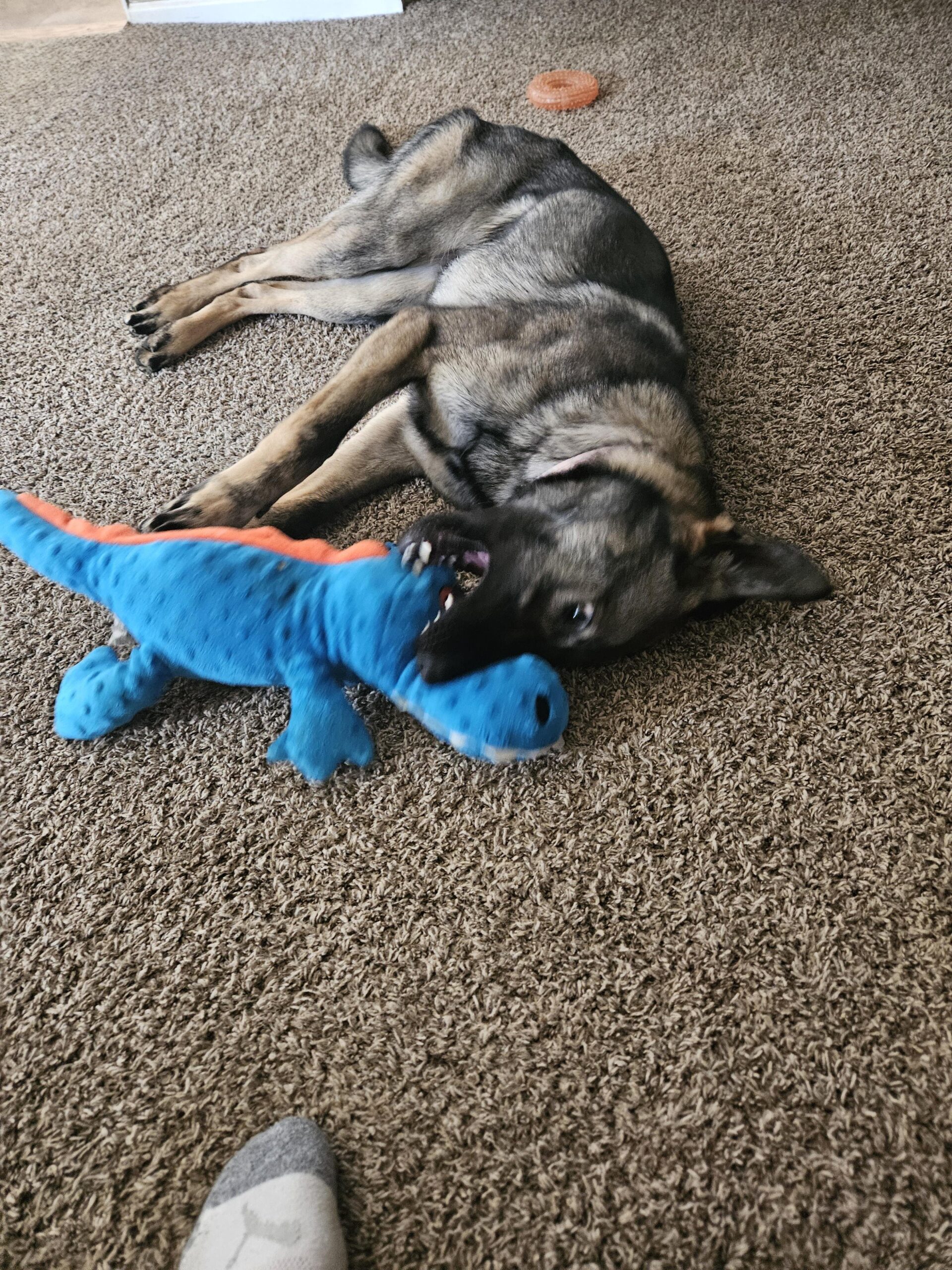 去勢後にドッグフードを変えるべきケースとは