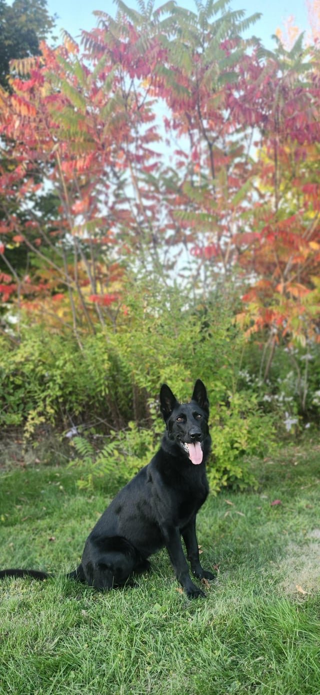 去勢しない場合に増えやすい病気と寿命