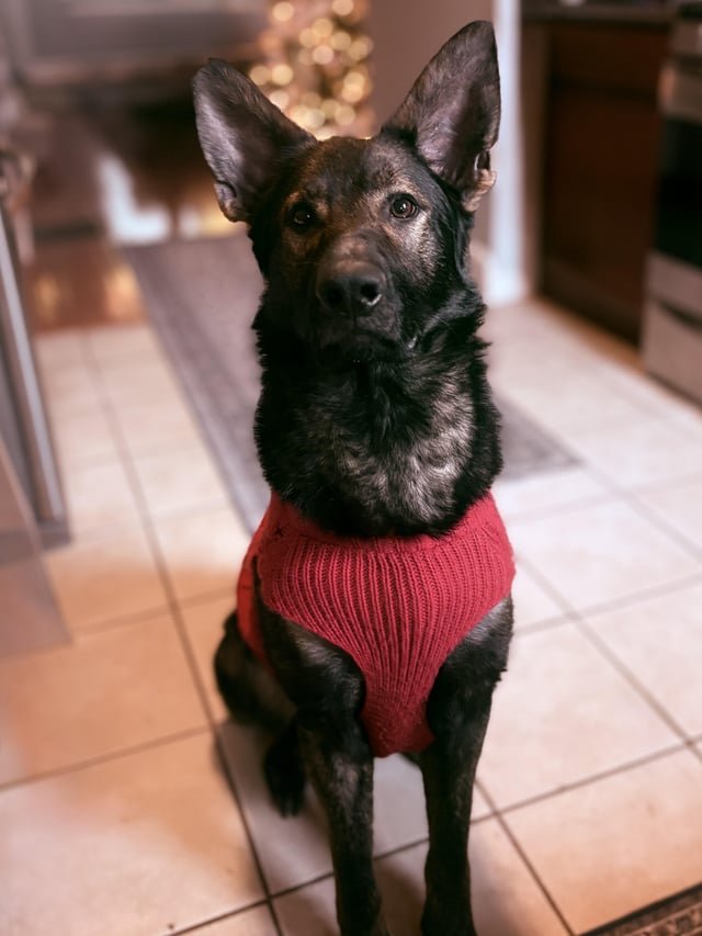 エリザベスカラーを外してよいサインと条件