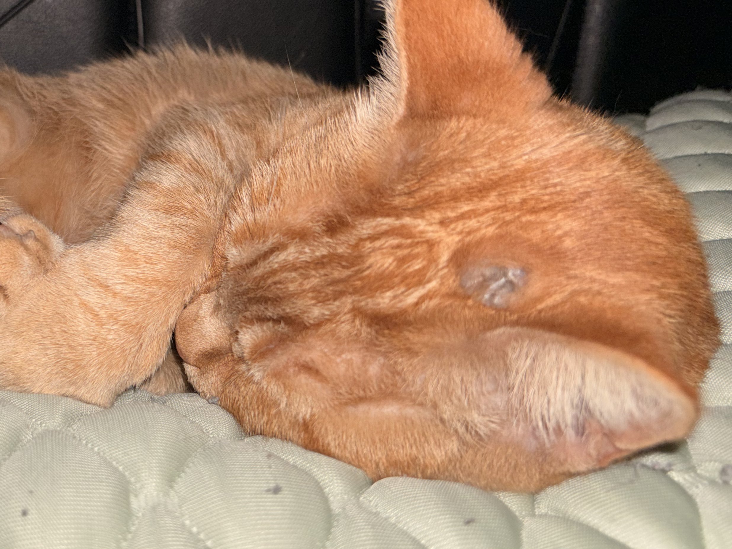 エリザベスカラーを外してよい判断基準