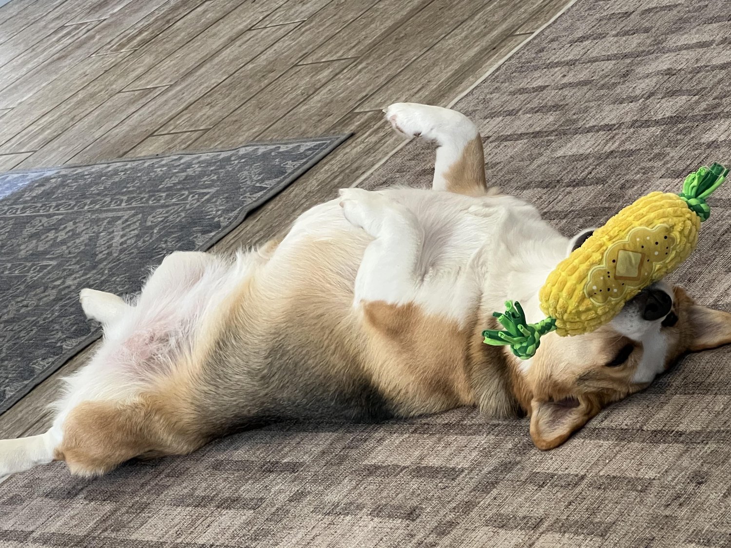 軸3：性格・行動・しつけ状況から考える去勢