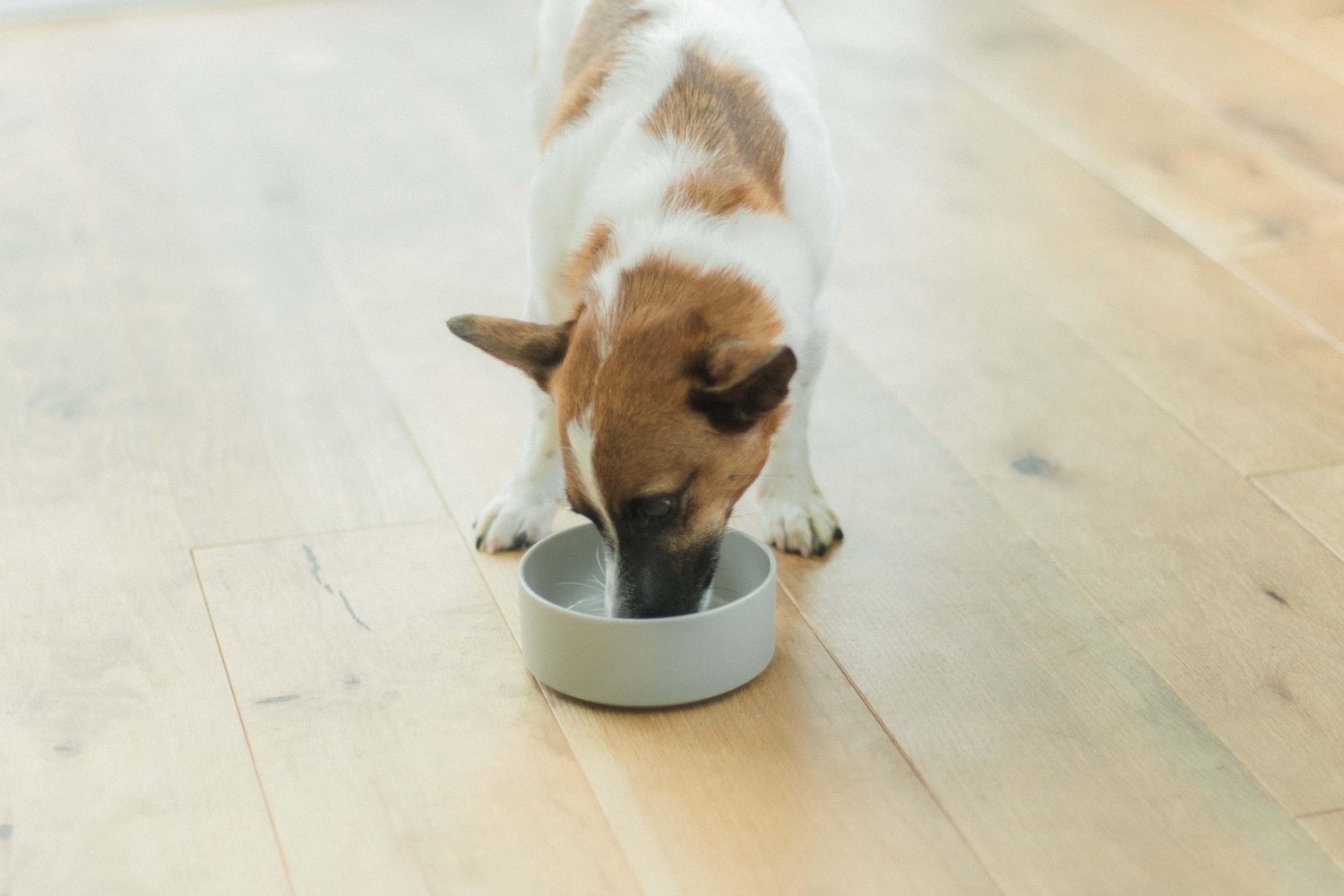 ドッグフードを安全に切り替えるステップ