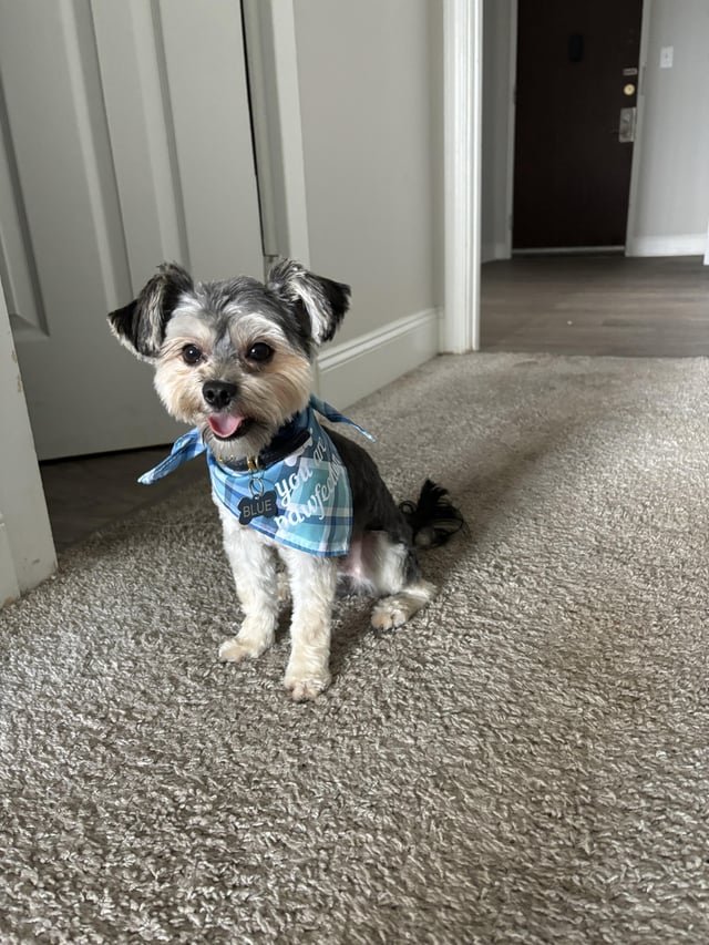 「去勢しておけば…」と後悔しないために