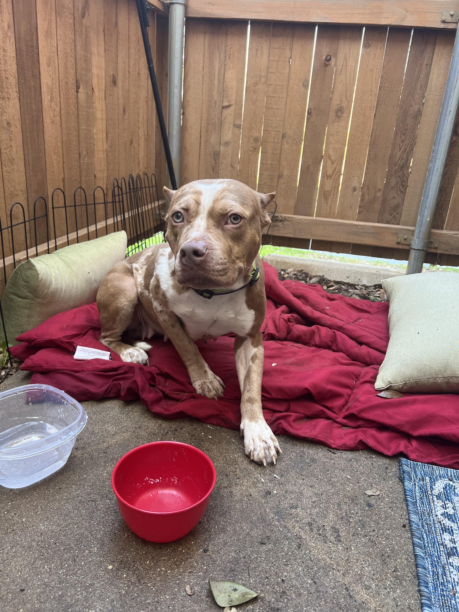 去勢後に見逃したくない危険なサイン