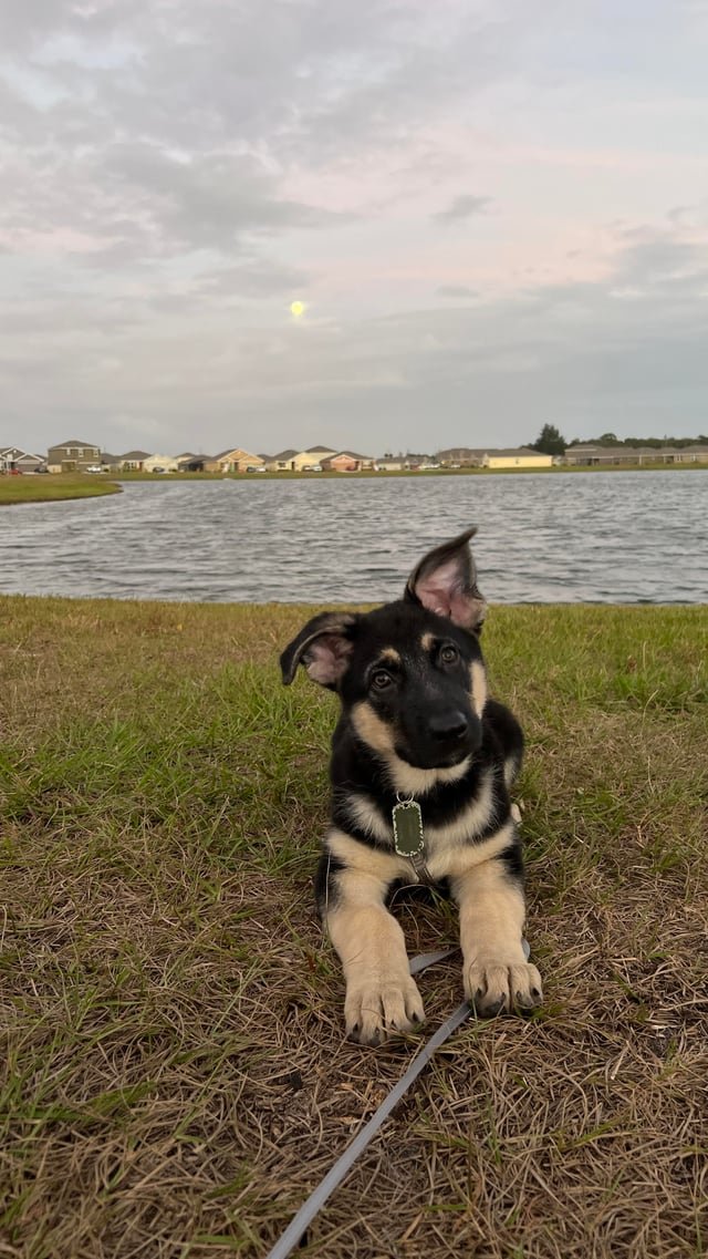 去勢しない選択肢と付き合い方