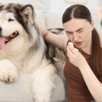 犬アレルギーは病気？市販薬で損しない7つの注意