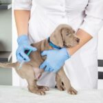 犬アレルギー検査で損しない方法と病気サイン