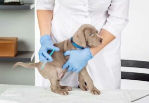 犬アレルギー検査で損しない方法と病気サイン