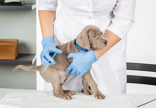 犬アレルギー検査で損しない方法と病気サイン