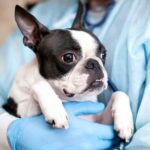 犬の外耳炎は危ない病気？症状を見逃さないコツ