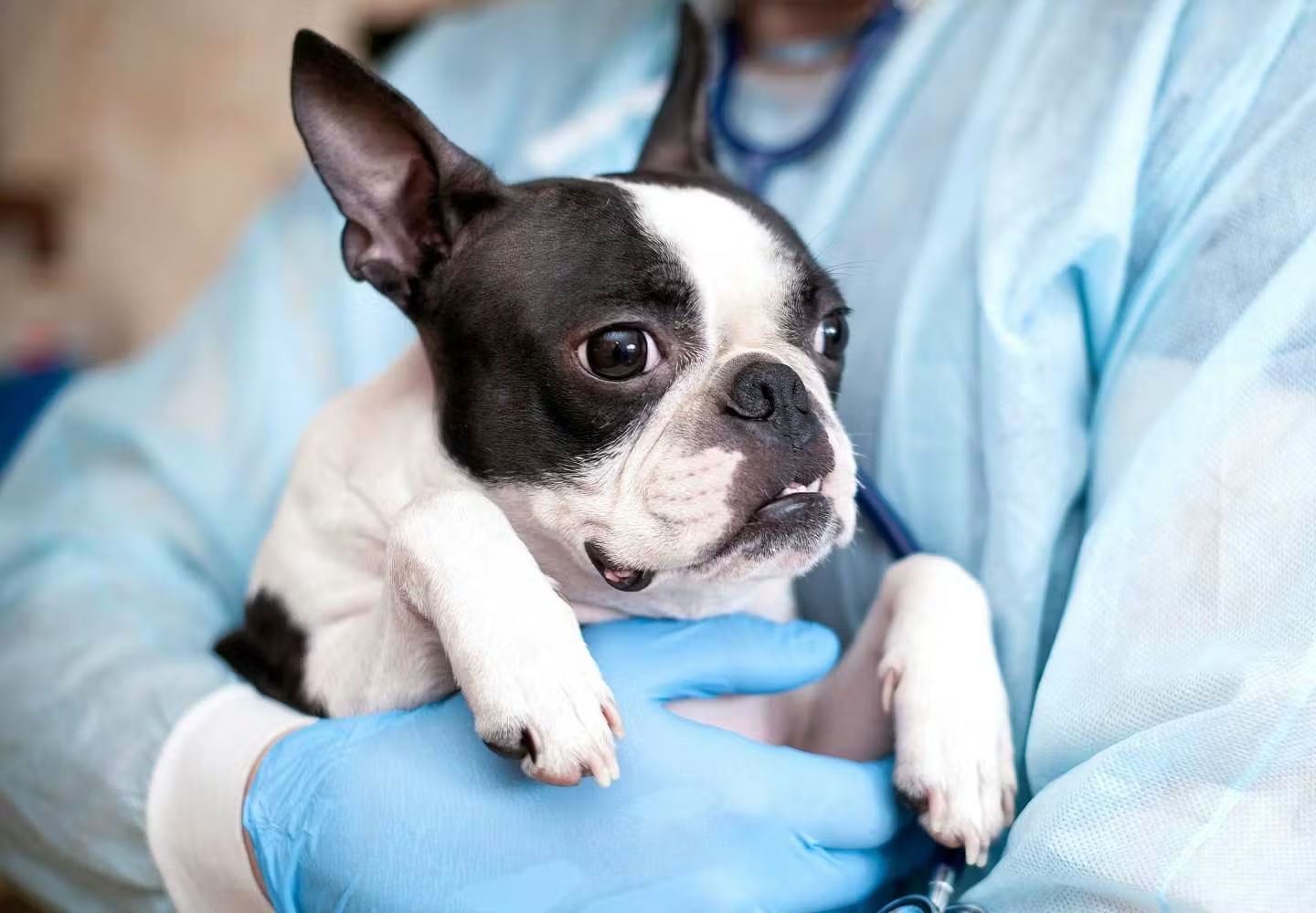 犬の外耳炎は危ない病気？症状を見逃さないコツ