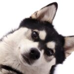 犬の耳掃除の頻度とやり方 病気にしない3つのコツ