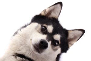 犬の耳掃除の頻度とやり方 病気にしない3つのコツ
