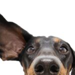 犬が耳をかゆがる原因と病気 放置で損しない5つの対策