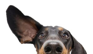 犬が耳をかゆがる原因と病気 放置で損しない5つの対策