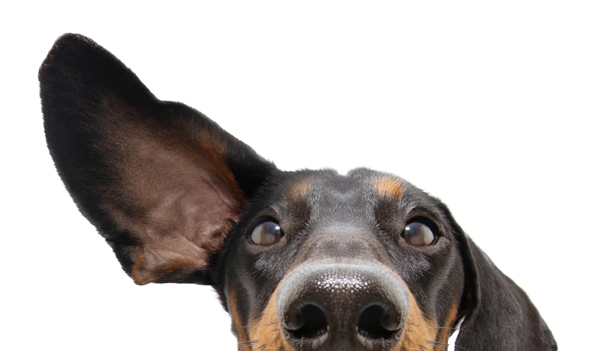 犬が耳をかゆがる原因と病気 放置で損しない5つの対策