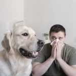 犬アレルギーが急にひどくなった？病気を見逃さない対処法5つ