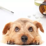 犬の耳の病気 外耳炎は市販薬NG？損しない治し方5つ