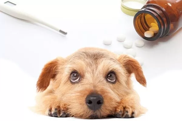 犬の耳の病気 外耳炎は市販薬NG？損しない治し方5つ