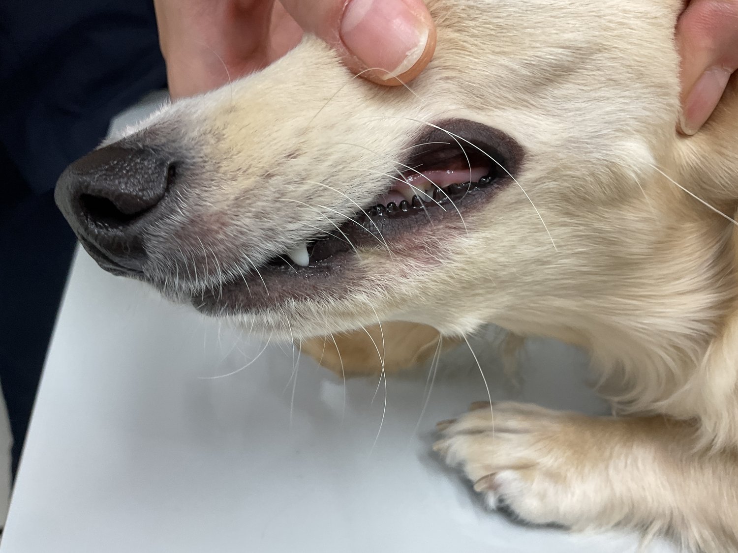 犬アレルギーの仕組みと主な症状を知る