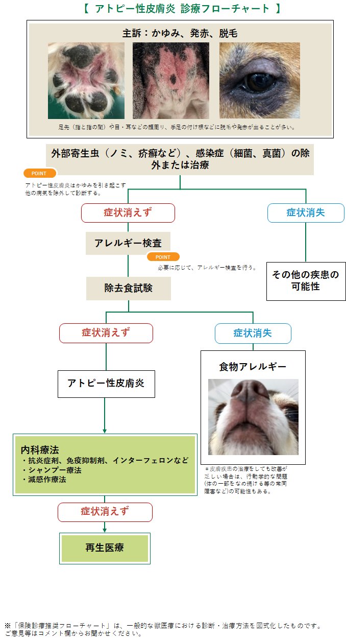 犬アレルギーの検査と診断の流れ
