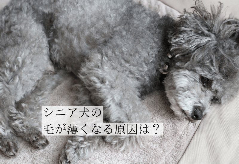 自宅でできる犬の耳のお手入れと正しい洗浄方法