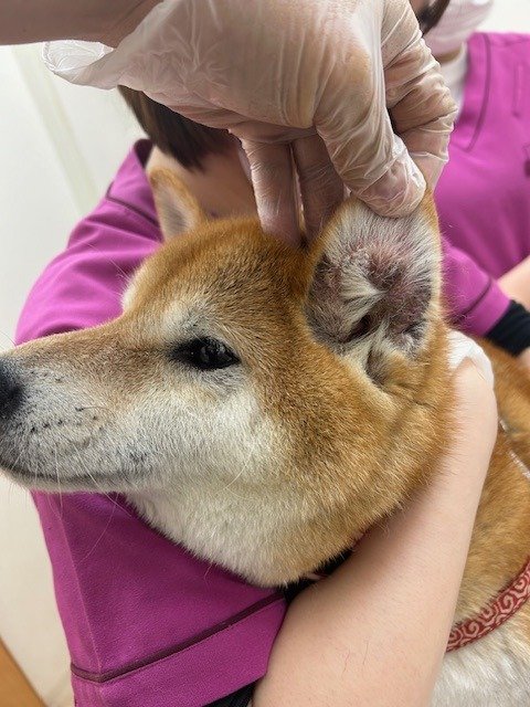 動物病院で行う外耳炎の検査と治療内容