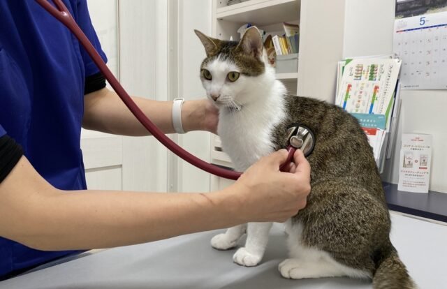動物病院で行う検査と診断の流れ