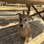 犬の耳掃除の頻度とやり方 病気にしない3つのコツ