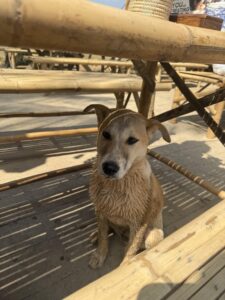 犬の耳掃除の頻度とやり方 病気にしない3つのコツ