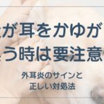 犬の耳垢が多い原因と病気 絶対に見逃さないサイン5つ