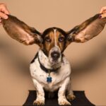 犬の耳血腫の手術の費用は？損しない治療法