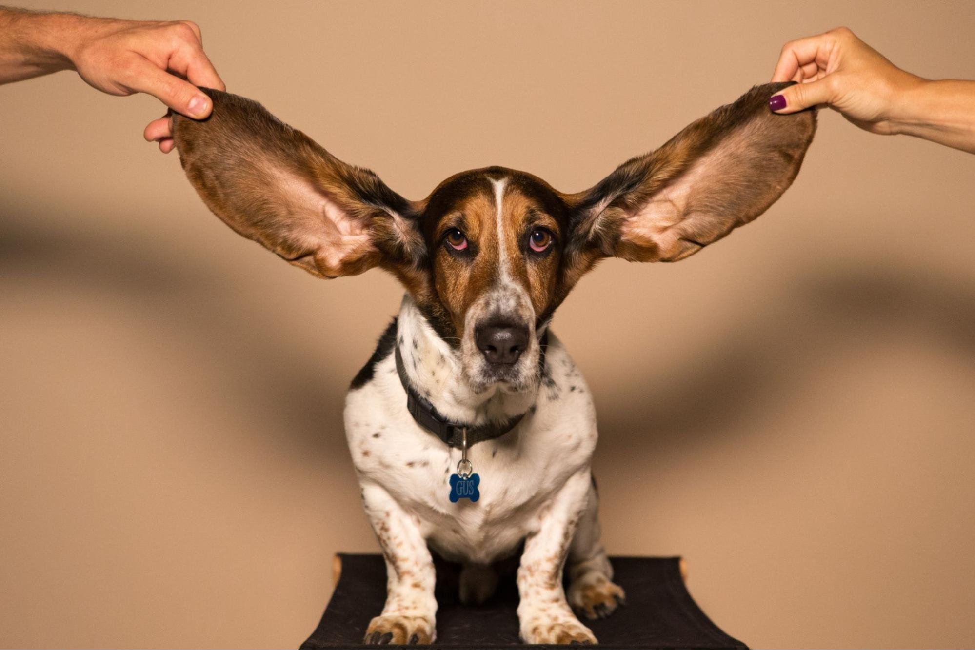 犬の耳血腫の手術の費用は？損しない治療法