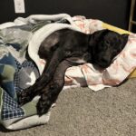 犬アレルギーに空気清浄・機は有効？失敗しない効果の出し方5つ