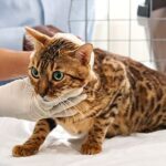 犬アレルギー血液の検査の費用は？損しない目安と選び方