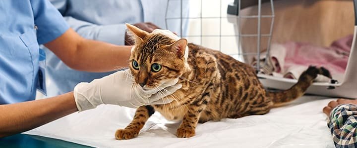 犬アレルギー血液の検査の費用は？損しない目安と選び方