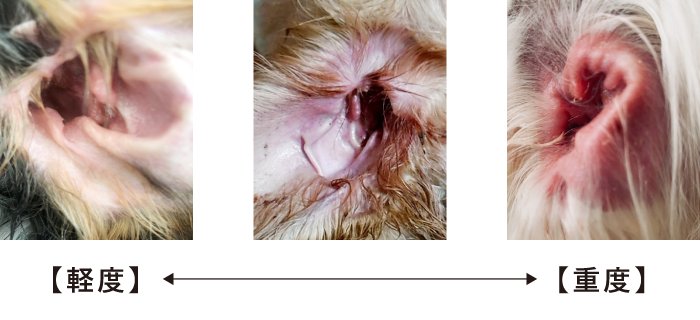 掃除が犬アレルギーの悪化防止に重要な理由
