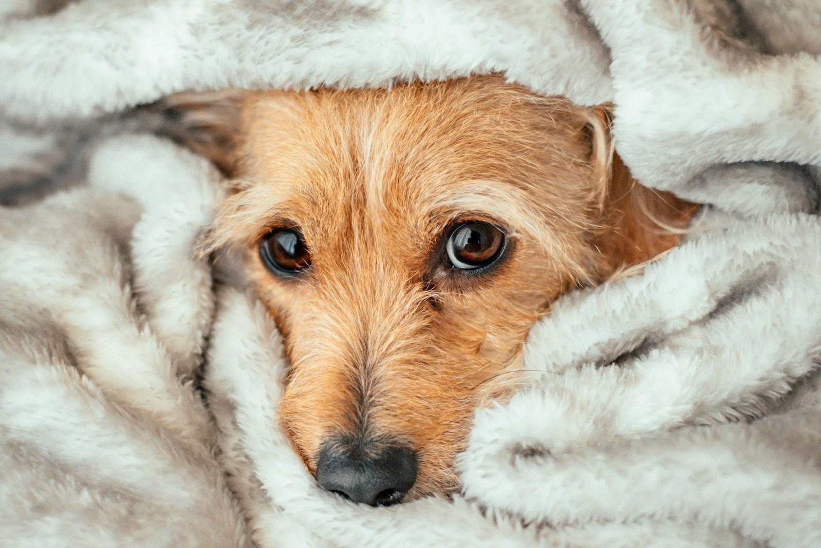 日常ケアで気をつけたい犬種別の耳の注意点